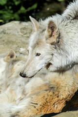 Obraz na płótnie Canvas Gray Wolf (Canis lupus) in Russia