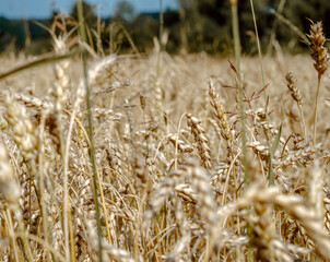 Golden wheat field. Harvest. Background of ripening ears of wheat field. Selective focus.