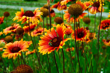 Желтый цветок .Макро съемка .Фото природы 