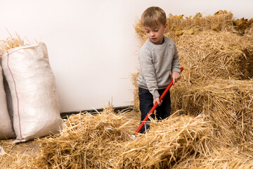 Naklejka na ściany i meble little boy sweeping hay with a broom at the farm. the child helps the parents with the housework. bags of hay on the background.