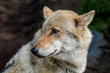 Naklejka na ściany i meble Gray Wolf (Canis lupus) in Russia