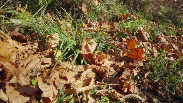 Green grass  emerging between golden brown leaves on a quiet forest floor. Pan and slider movement emphasizes soft fall colors and calm atmosphere.