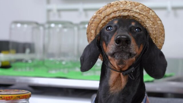 Cute black and tan dachshund wearing funny checkered farmer shirt and straw hat looks in different sides, licks her lips and barks. Close up portrait of adorable dog at home.