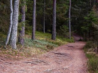 Fototapeta premium narrow winding trail in a dark forest among fir trees