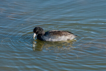 American Coot (Fulica americana) in Malibu Lagoon, California, USA