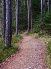 narrow winding trail in a dark forest among fir trees