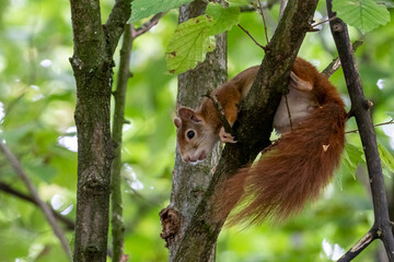 european red squirrel sitting on a tree in hesse germany