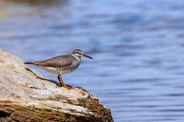 Siberian ash sandpiper (Tringa brevipes) searches for prey on the shallow seashore.