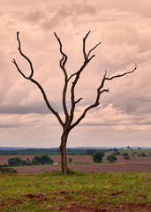 tree in the sunset