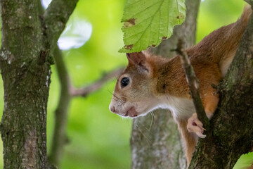 european red squirrel sitting on a tree in hesse germany