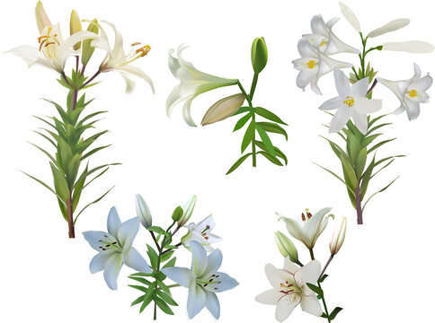 five isolated white lily flowers