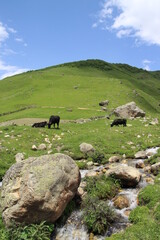 Green mountains in Svanetia, georgia and bulls