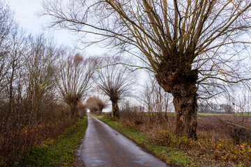 Stare wierzby przy starej drodze, Podlasie, Polska © podlaski49