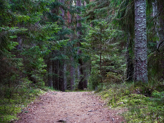 narrow winding trail in a dark forest among fir trees