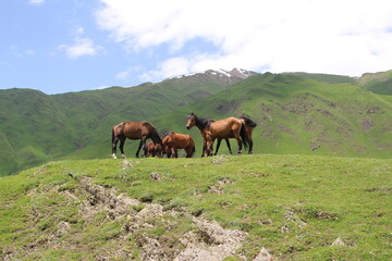 Wild horses on the green background of mountains