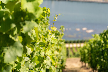 Beautiful hillside vineyards along the Rhine River near ruedesheim and the niederwald monument