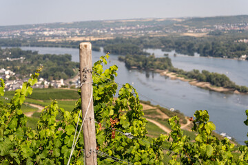 Fototapeta na wymiar Beautiful hillside vineyards along the Rhine River near ruedesheim and the niederwald monument