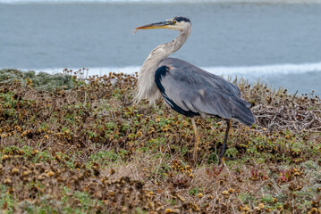 Great Blue Heron (Ardea herodias) in Bodega Bay area, California, USA