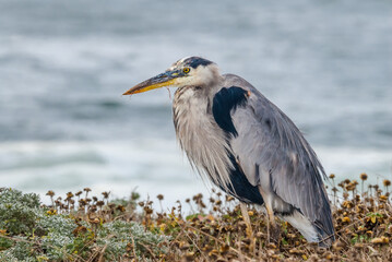 Great Blue Heron (Ardea herodias) in Bodega Bay area, California, USA