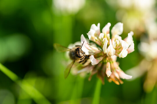 honeybee collecting pollen from a clover blossom in the garden in summertime