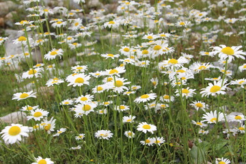 Close up of cammomile flowers in the meadow