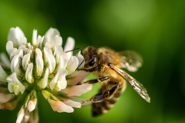 honeybee collecting pollen from a clover blossom in the garden in summertime