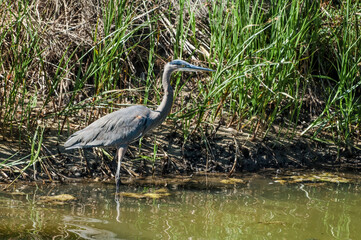 Great Blue Heron (Ardea herodias) in Bolsa Chica Ecological Reserve, California, USA