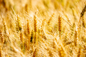 WHEAT GROWING IN A FIELD , SINGLE EAR OR STALK OF WHEAT