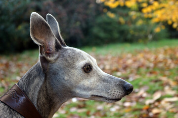 Profile of a blue brindle whippet
