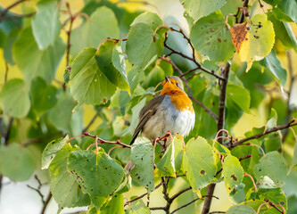 close up of a robin bird resting on a tree and chirping in fall