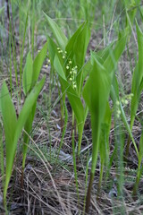 lilies of the valley