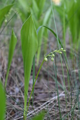 lilies of the valley