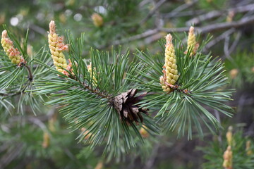 cones on a coniferous tree
