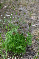 forest flowers