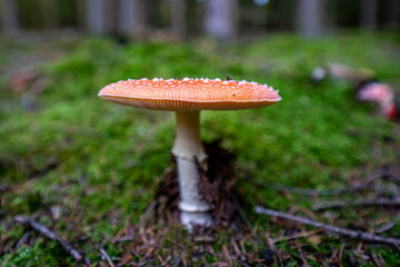 poisonous toadstool amanita muscaria mushroom on forest soil in fall