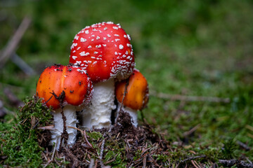 poisonous toadstool amanita muscaria mushroom on forest soil in fall