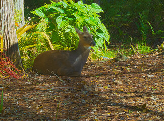 HDR PHOTO OF A WHITE TAILED DOE RESTING IN A CLEARING 3