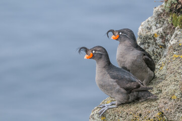 Crested Auklets (Aethia cristatella) at St. George Island, Pribilof Islands, Alaska, USA