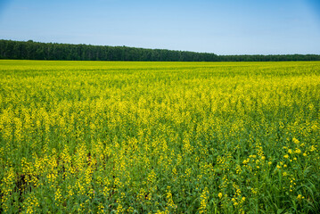Flowering mustard fields on a sunny summer day. 