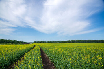 Fototapeta na wymiar Flowering mustard fields on a sunny summer day. Dirt road going far.