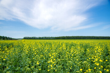 Obraz premium Flowering mustard fields on a sunny summer day. 