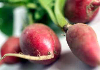 radishes3