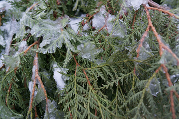 Sprawling branches of evergreen thuja, covered with white snow.