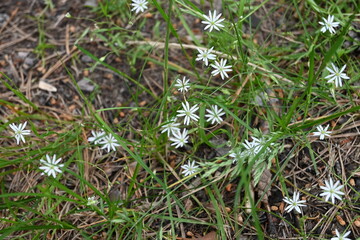 forest flowers
