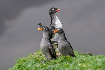 Parakeet (Cyclorrhynchus psittacula) and Crested (Aethia cristatella) Auklets at St. George Island, Pribilof Islands, Alaska, USA