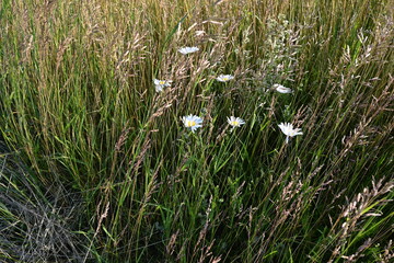 wildflowers