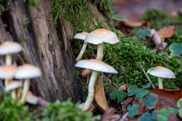 Hypholoma fasciculare fungus growing on a tree stump