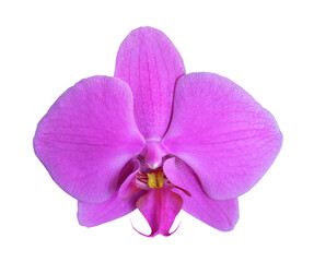 Phalaenopsis orchid flower of bright pink color isolated on white background, macro photography.