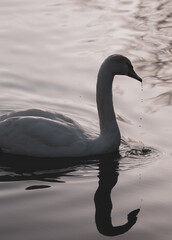 Swan portrait black and white