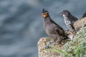 Crested (Aethia cristatella) and Least (Aethia pusilla) Auklets at St. George Island, Pribilof Islands, Alaska, USA